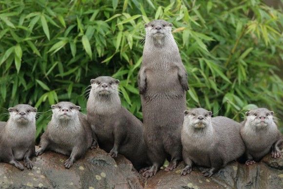 Otters