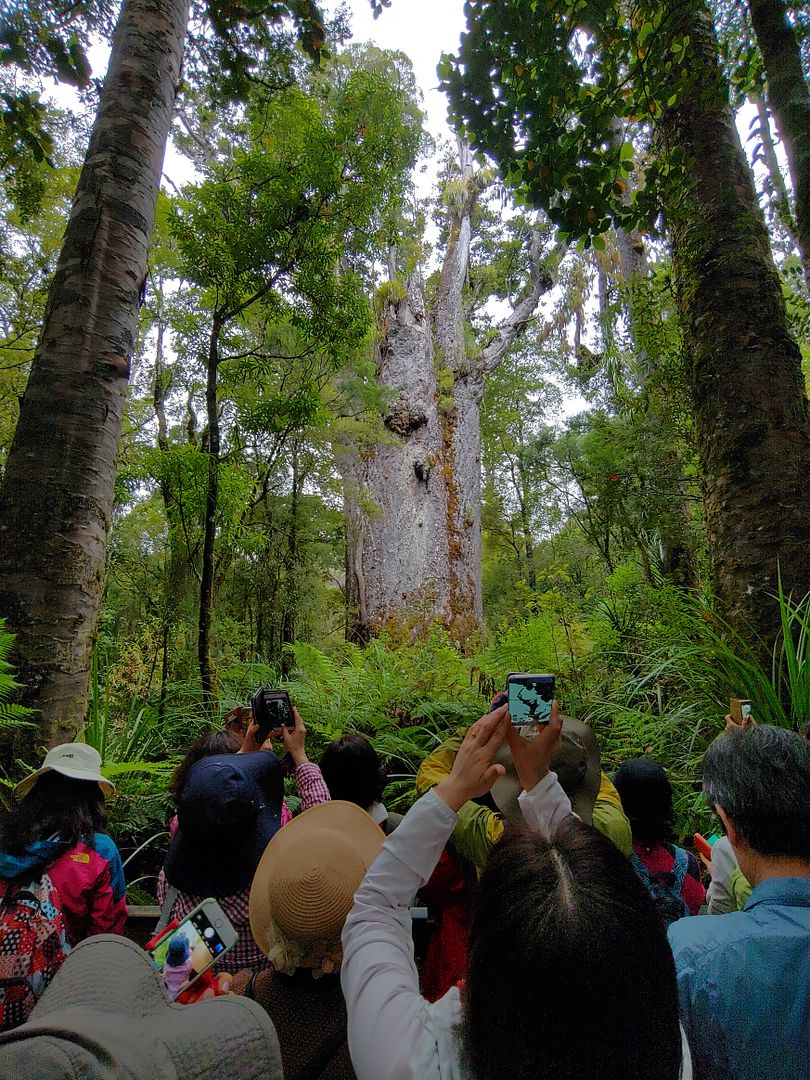 in New Zealand Waikiki Forest