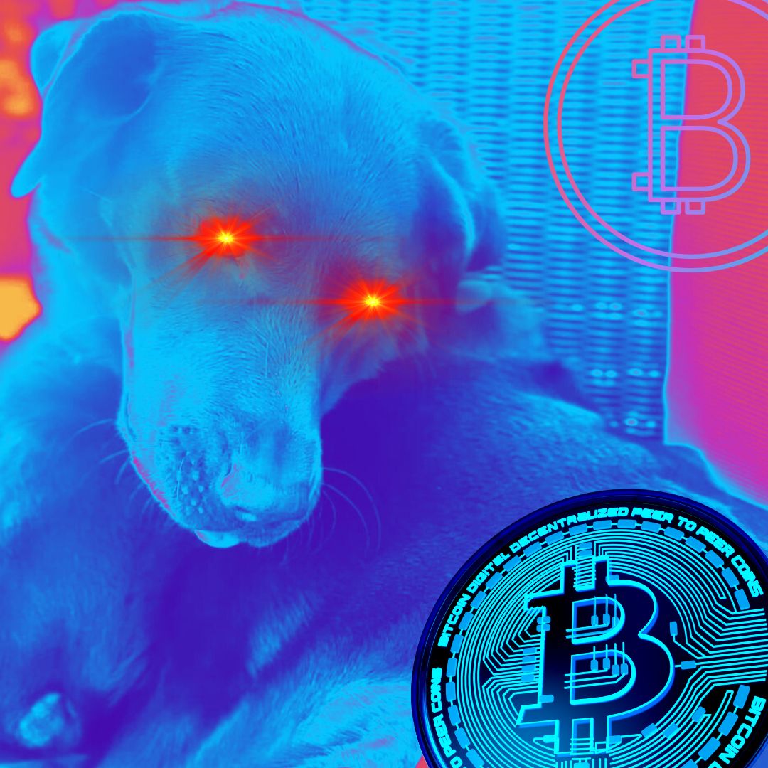 Labrador BTC