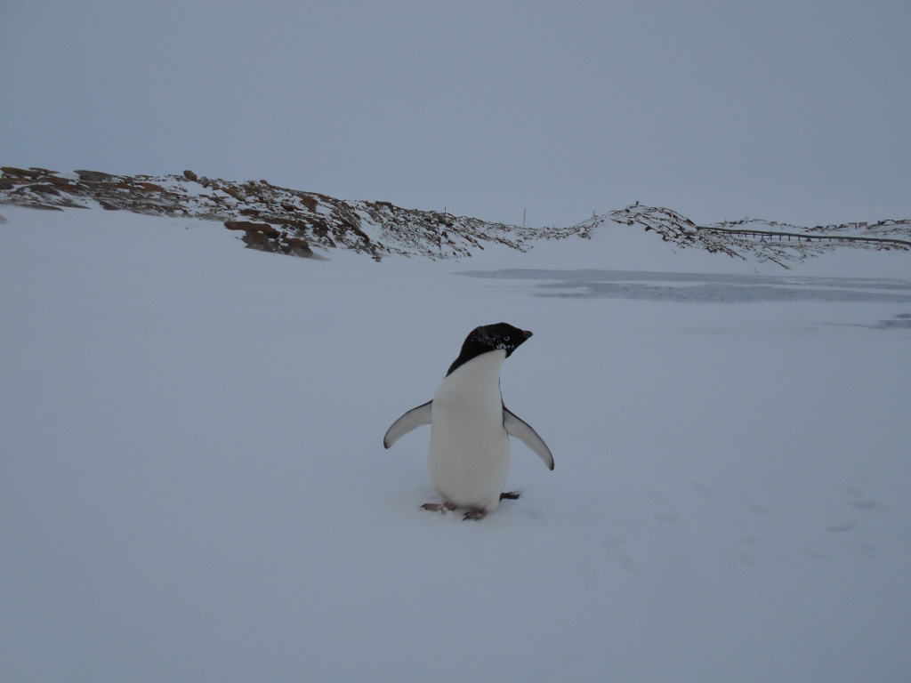 ANTARCTIC. PENGUIN