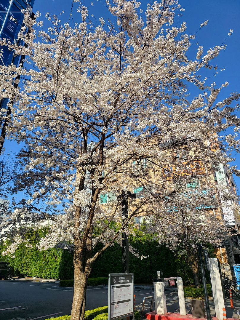 Cherry blossoms on the last road of spring