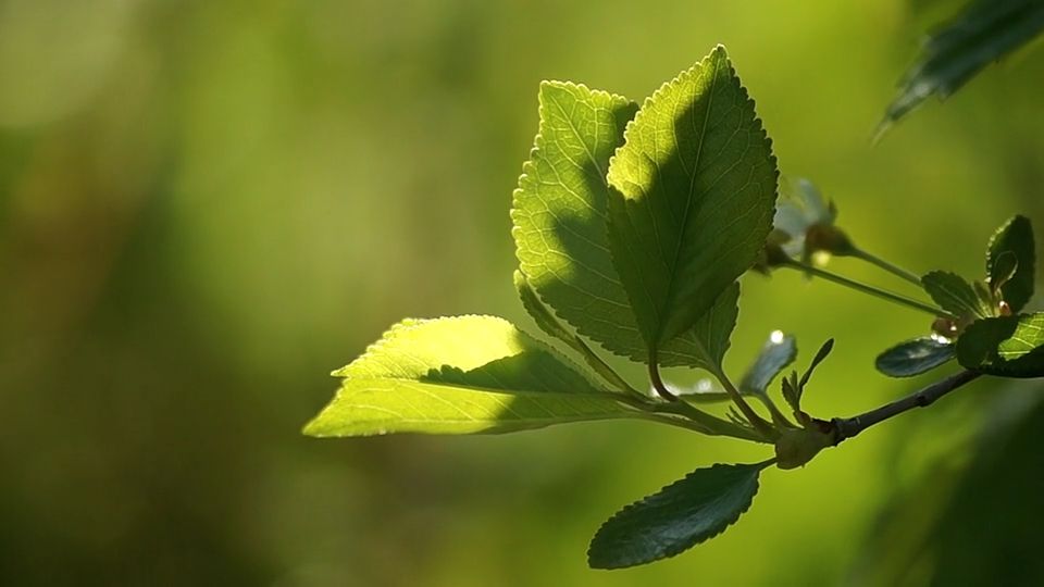 Green Leaf