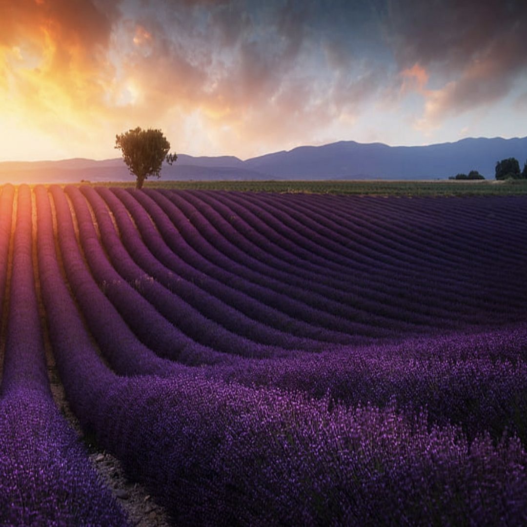 Lavender Field