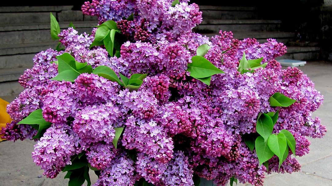 The lilac flower