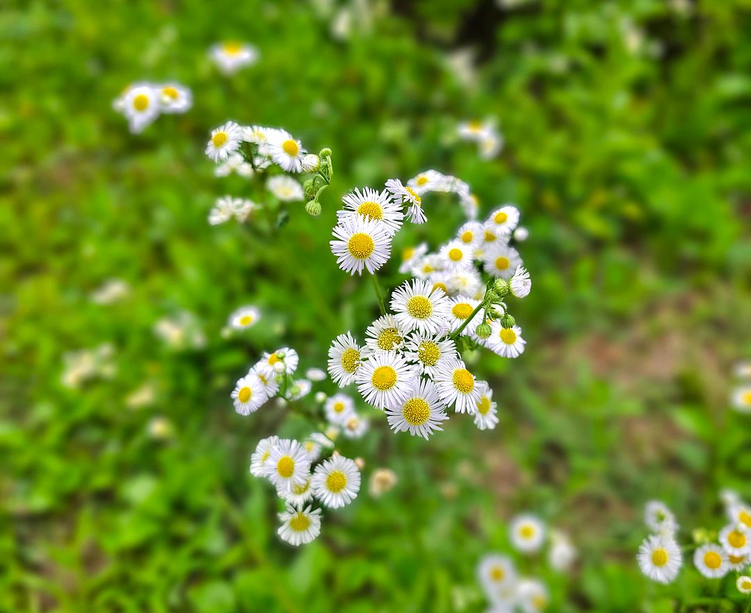 Flowers After the Rain