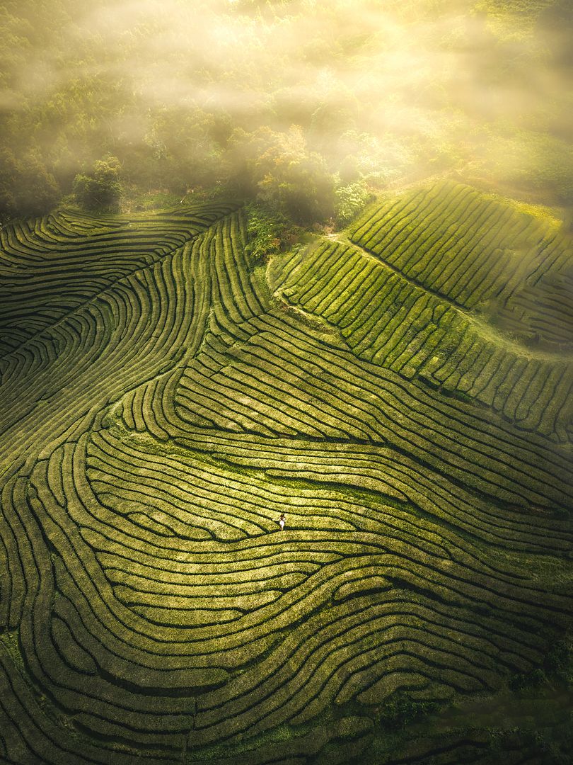 Golden Emerald Terraces