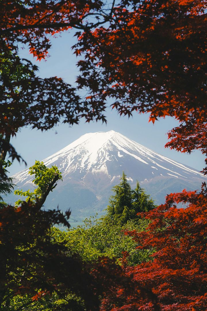 view of a snow covered mountain through the trees