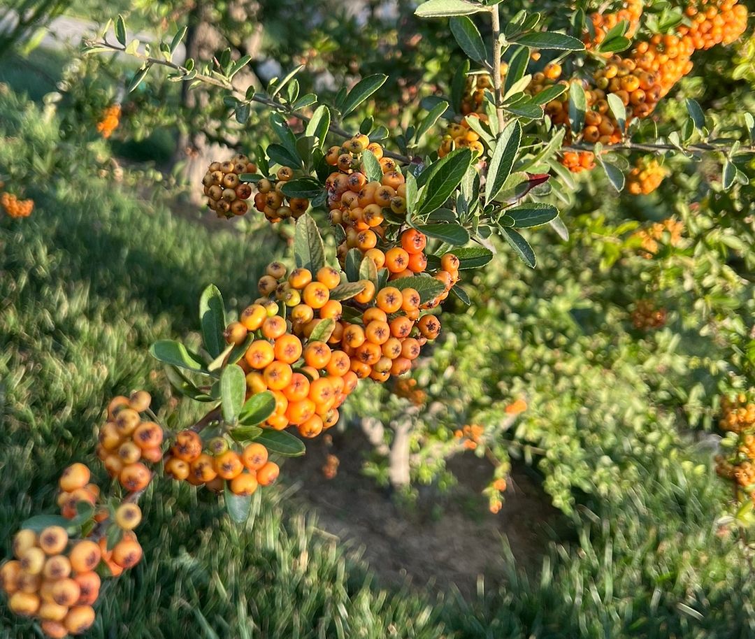 hawthorn