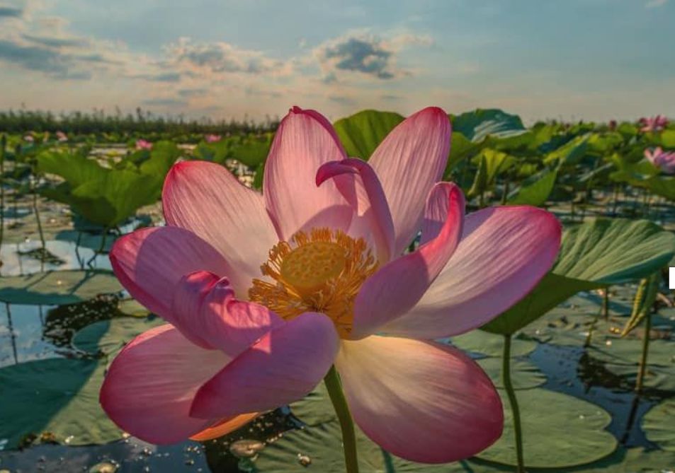 big pink lotus