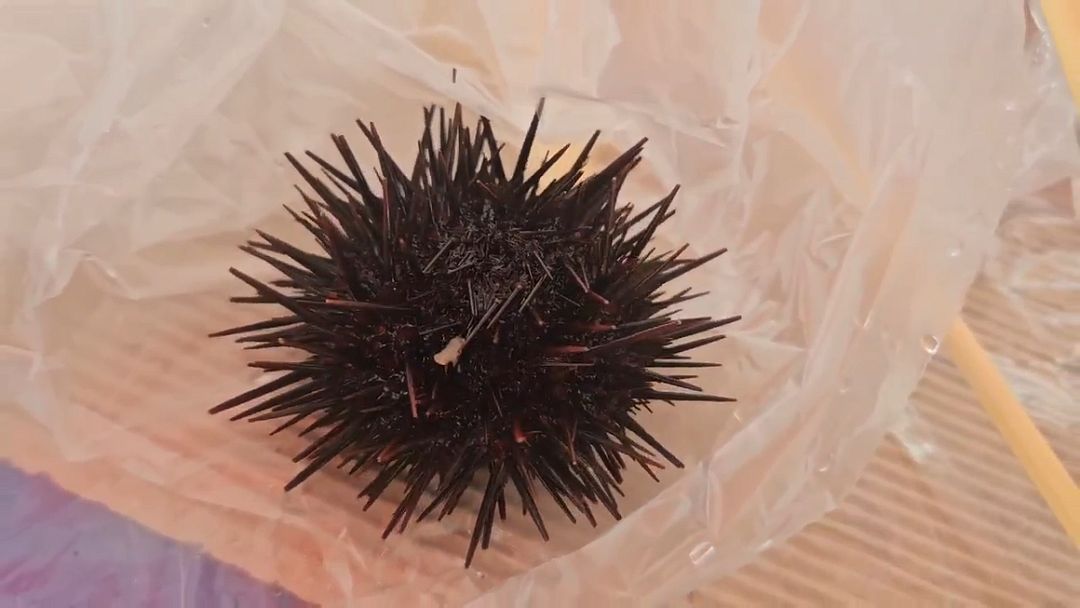 sea urchin