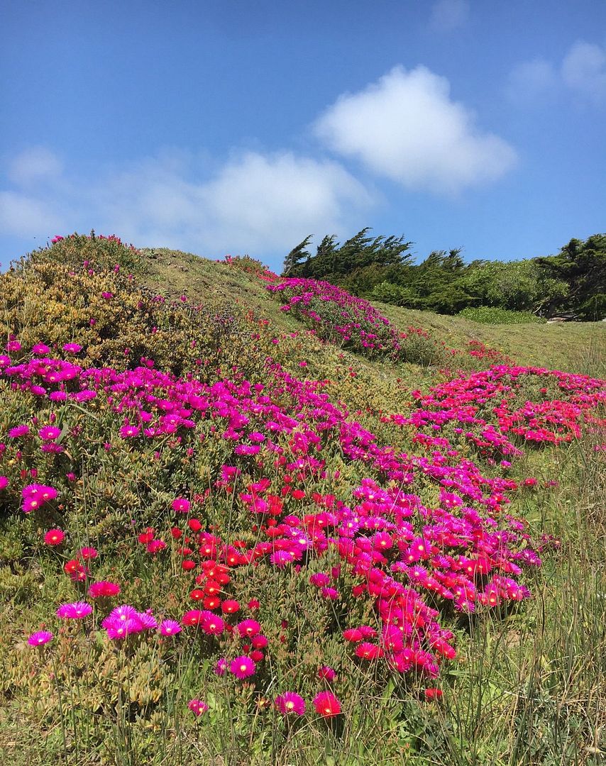 superbloom