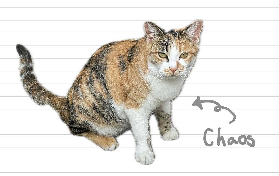 Cat_Chaos_39