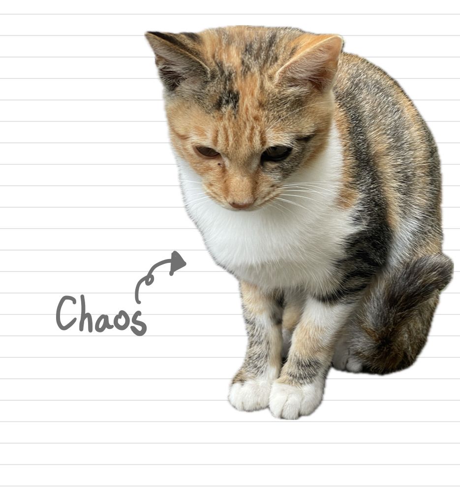 Cat_Chaos_33