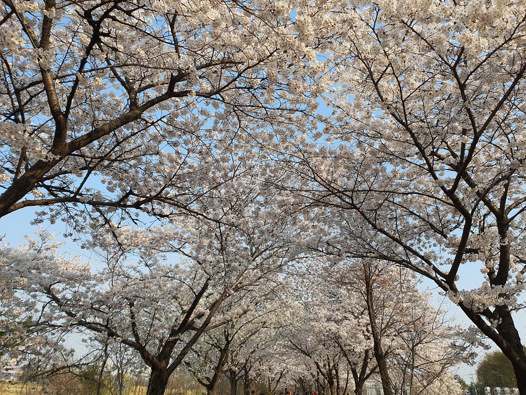 cherry blossoms