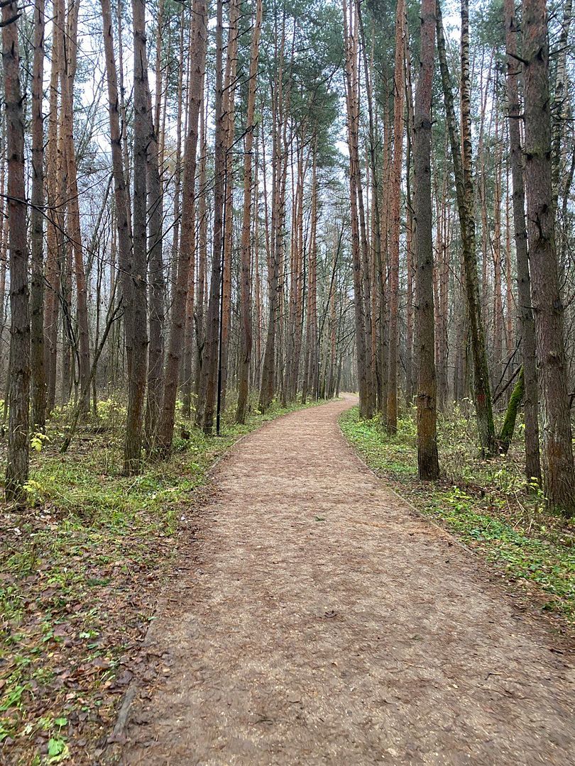 forest travel