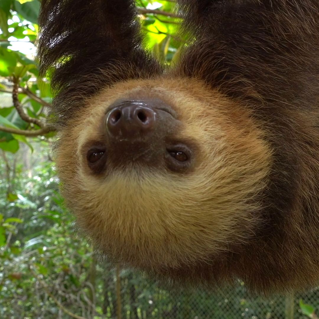 winking sloth