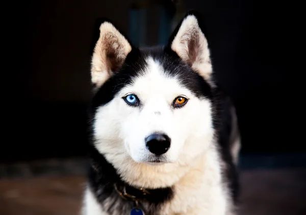 husky