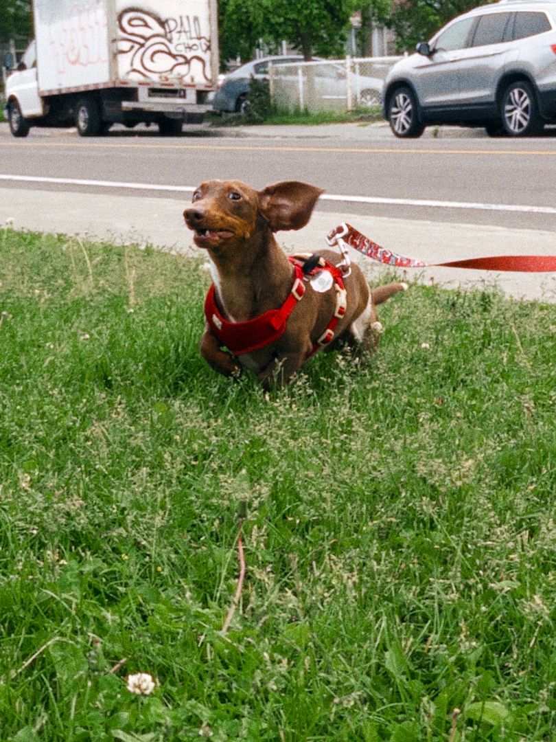 I saw a squirrel