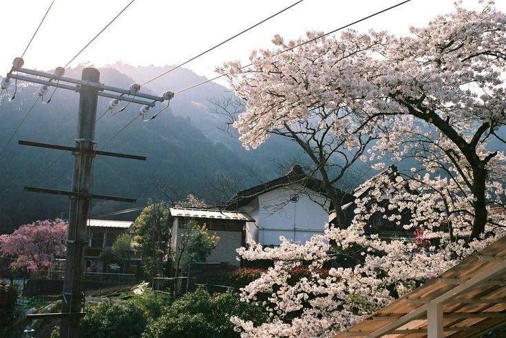 flowering trees