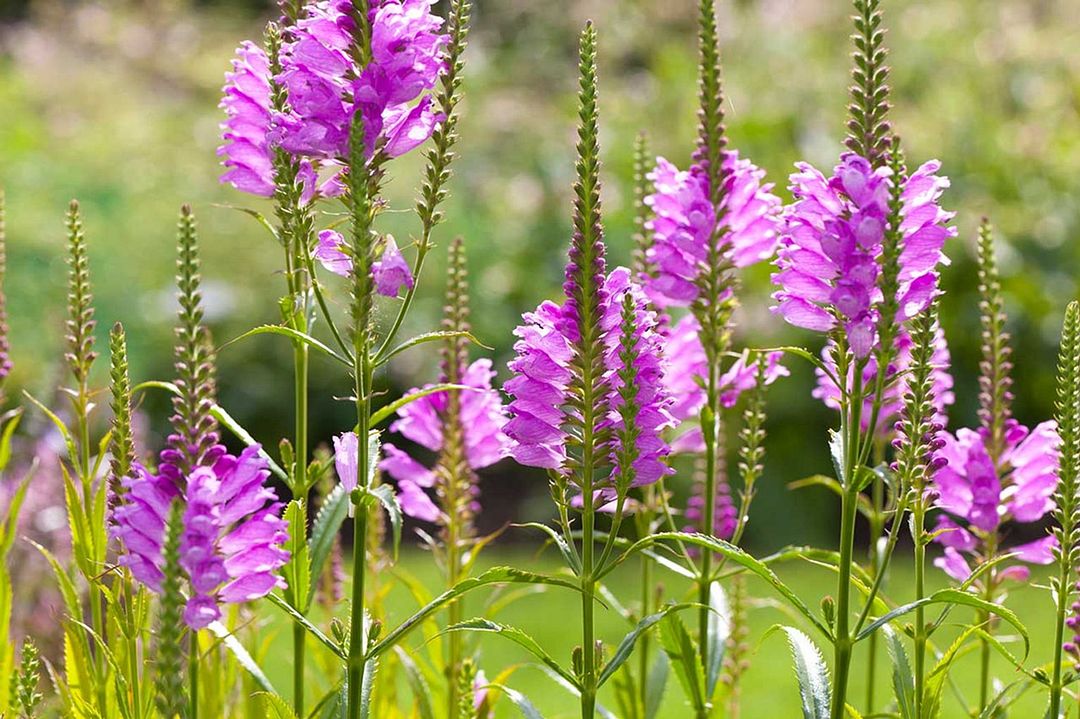 Physostegia virginiana