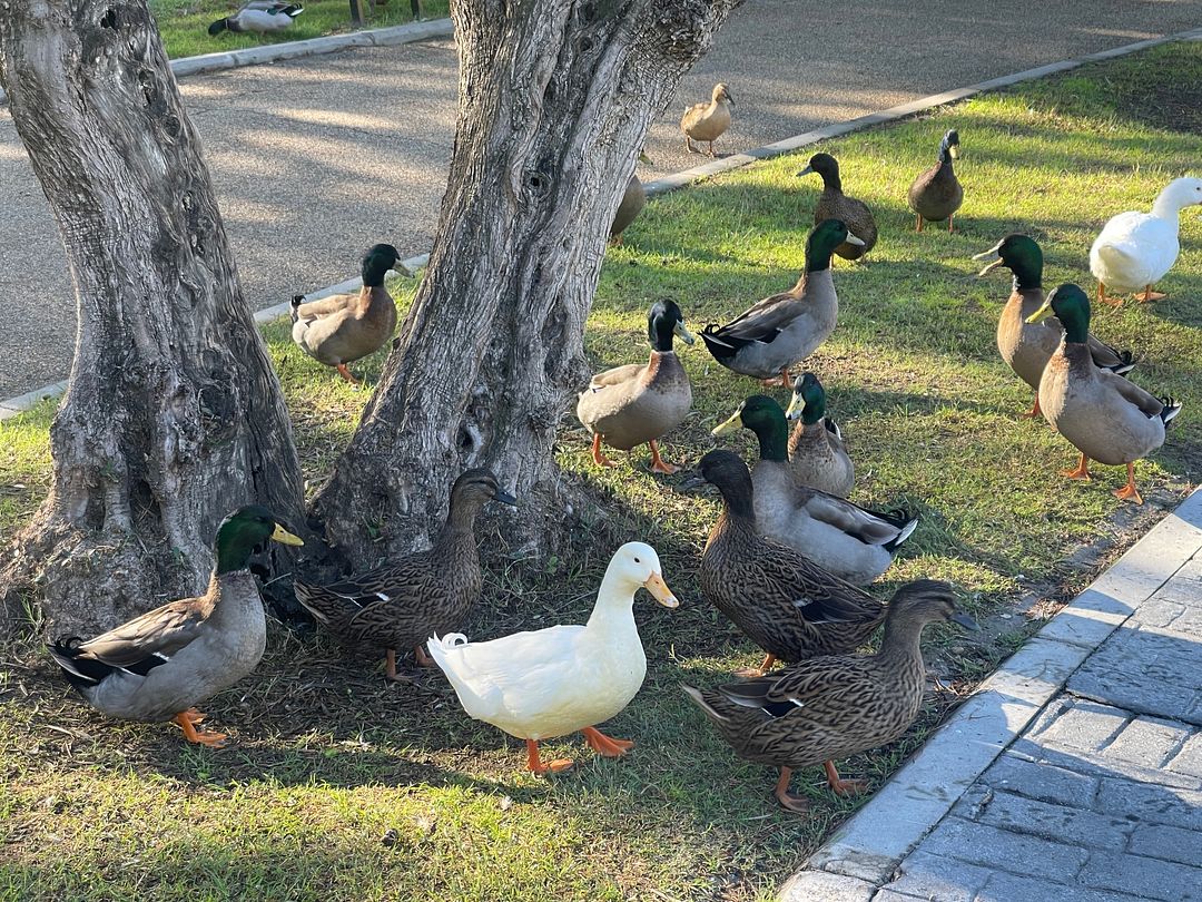 The Ducks in the Park