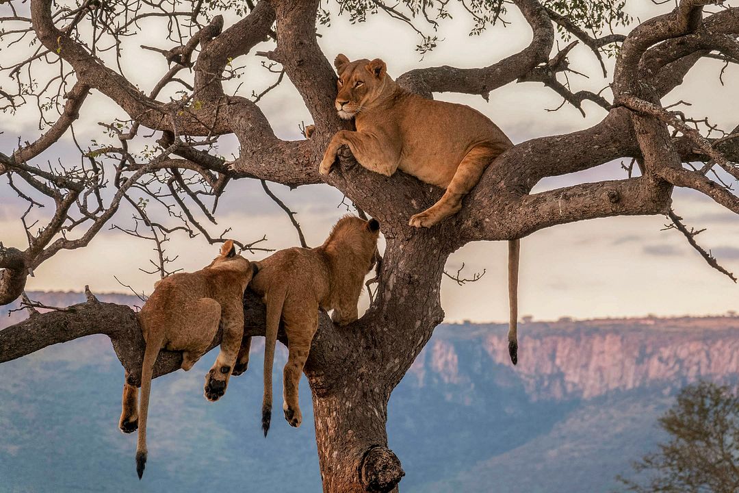 Lions in tree