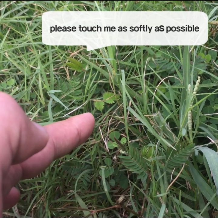 Touch-grass