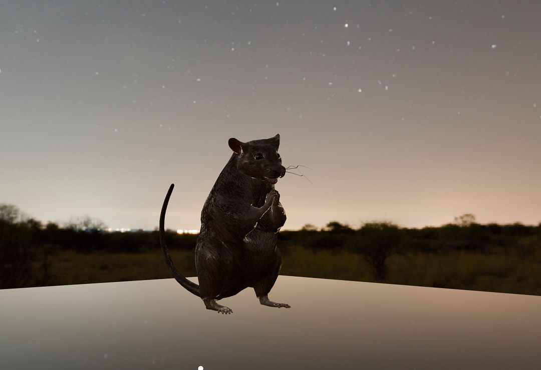 sad rat