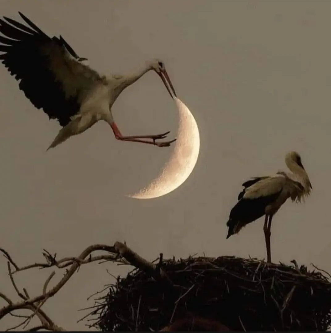 Cranes and the Moon