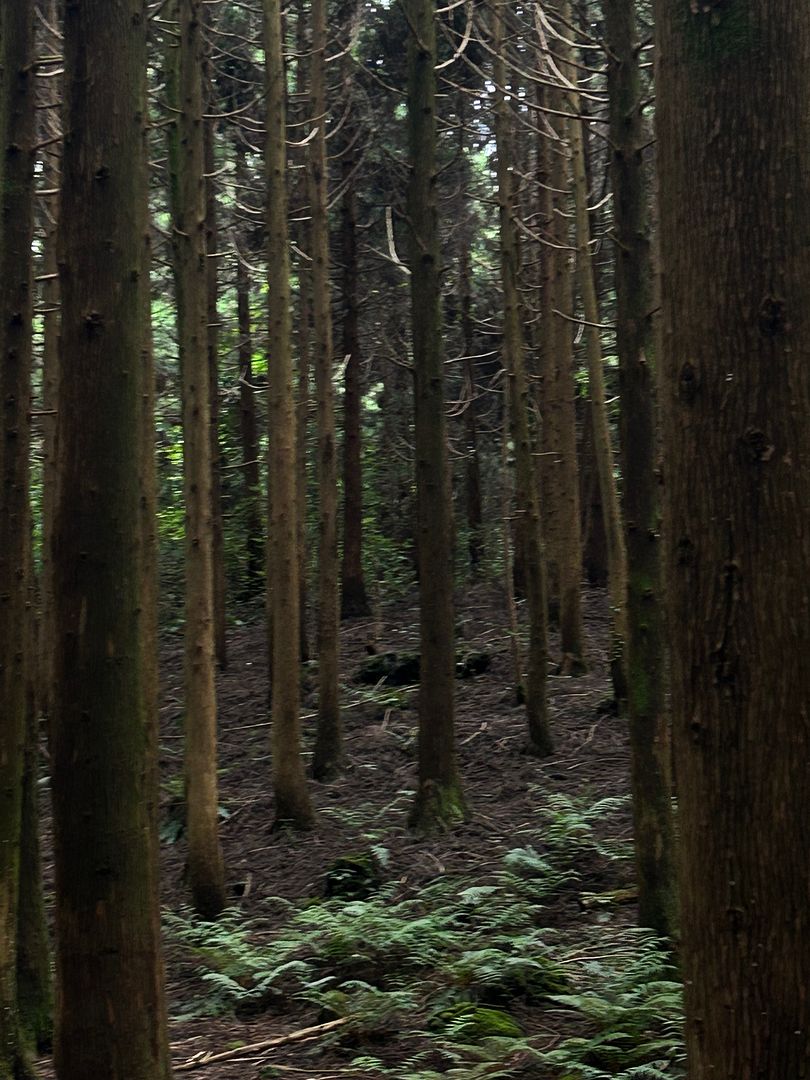 forest in JEJU_howon