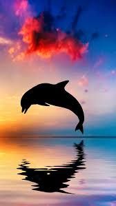 dolphin