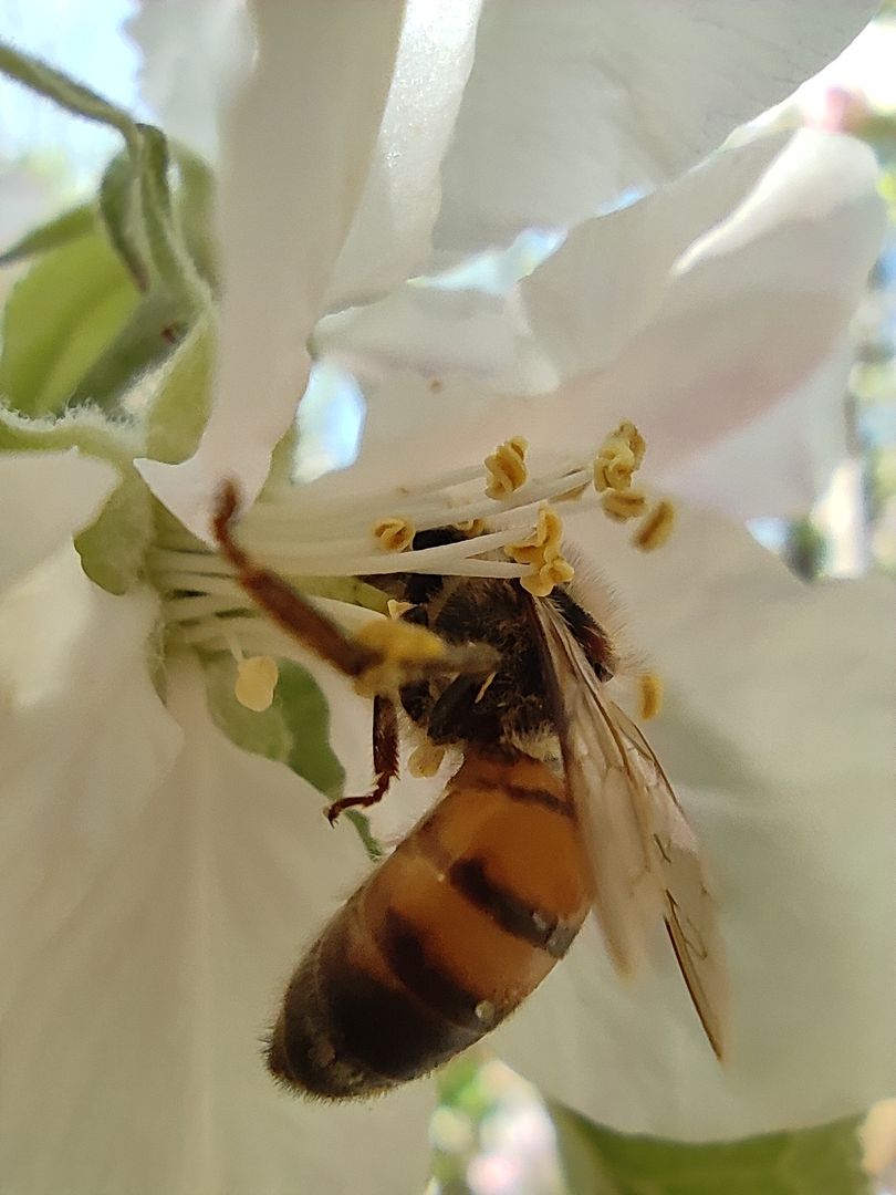 Honey Bee