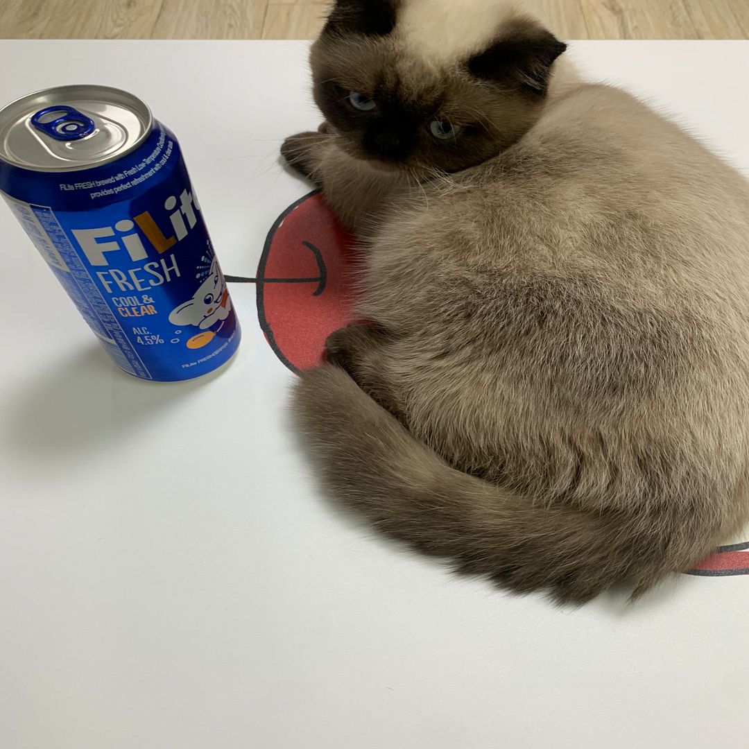 Beer cat