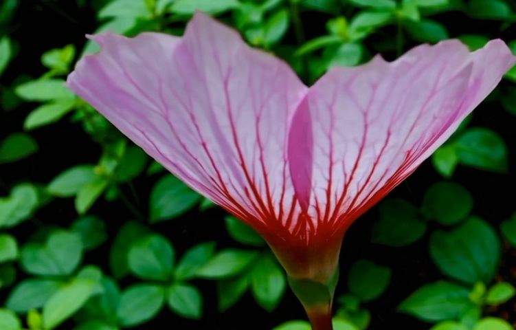 Eerie Blooming Eye