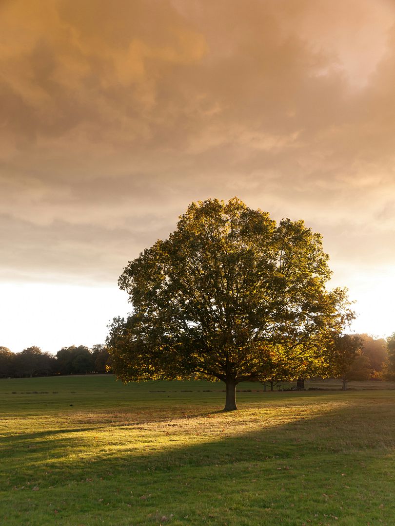 Tree in Richmond Park