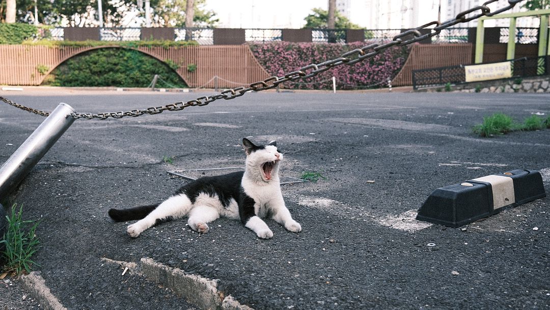 a cat that wants to become a lion