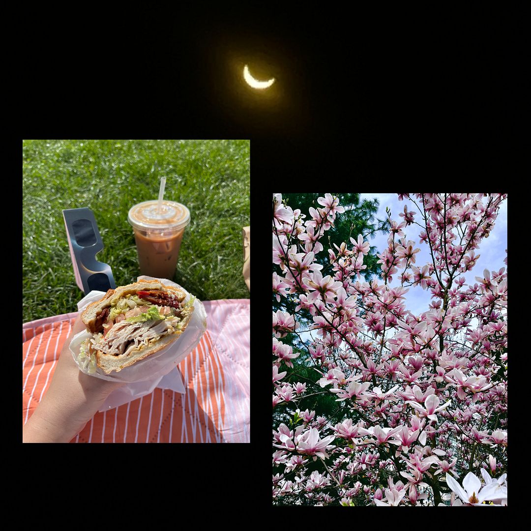 sun, moon, magnolias, sandwich