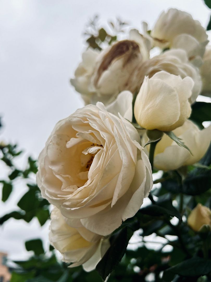 White rose