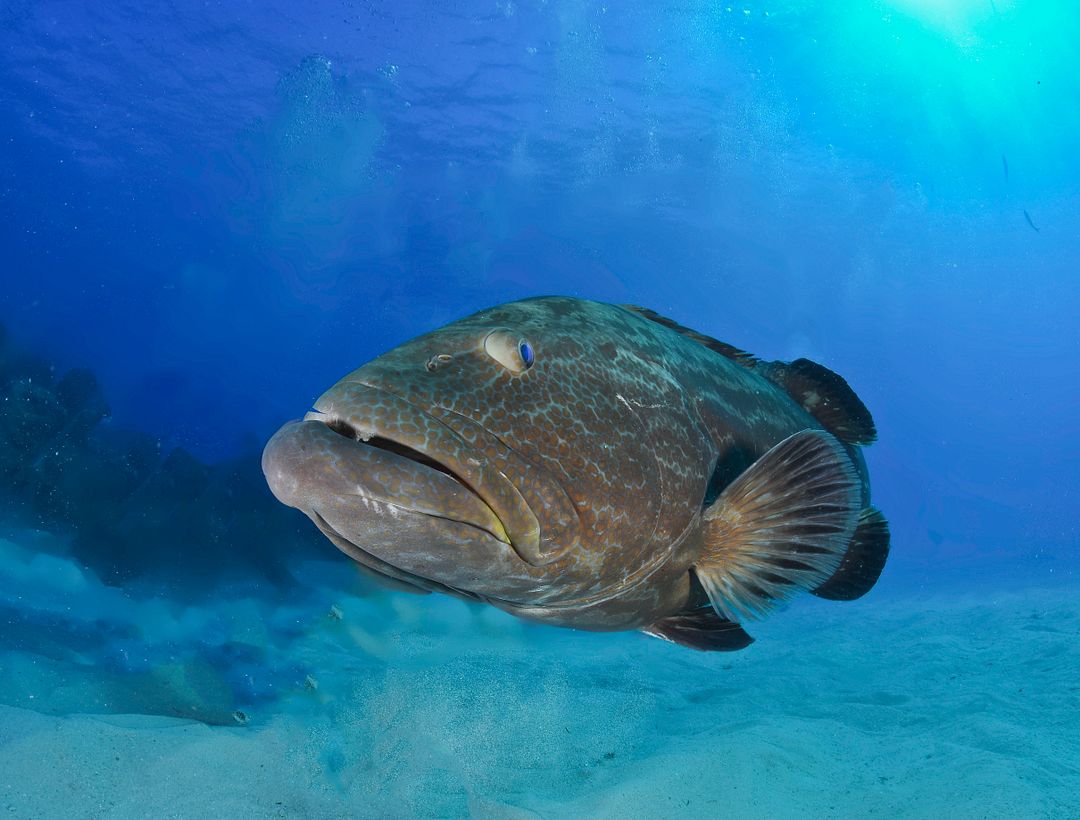 Enjoy Black grouper