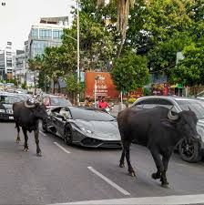 Lambo escort