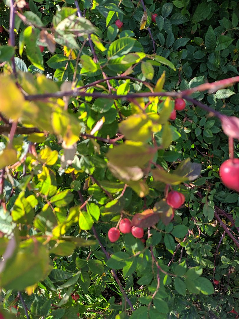 berries