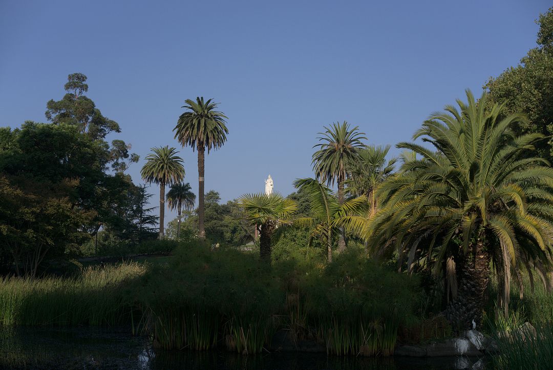 Statue Picture with Palm Trees