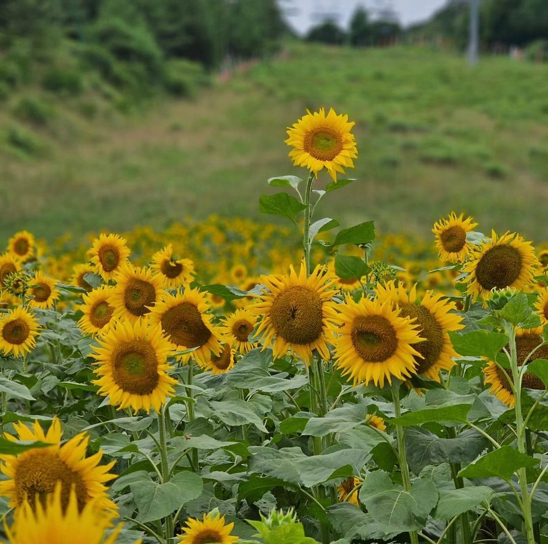 sunflower