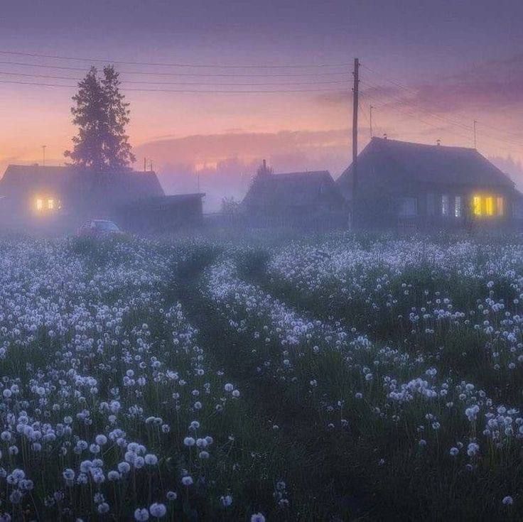 Dandelion field near the house