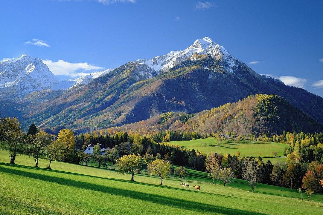 Snowy Mountains surrounded by grass and trees