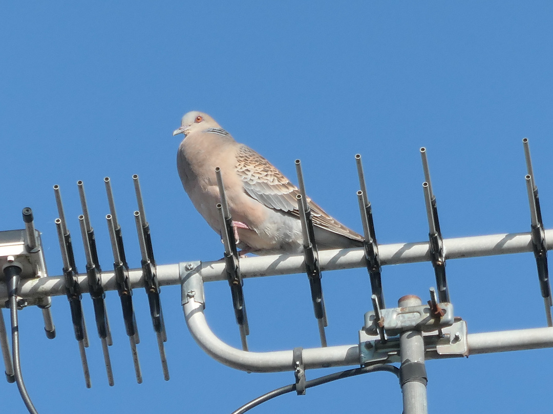 Turtle dove