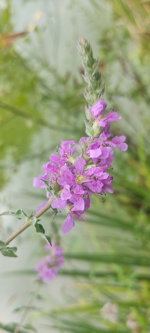 Lythrum salicaria