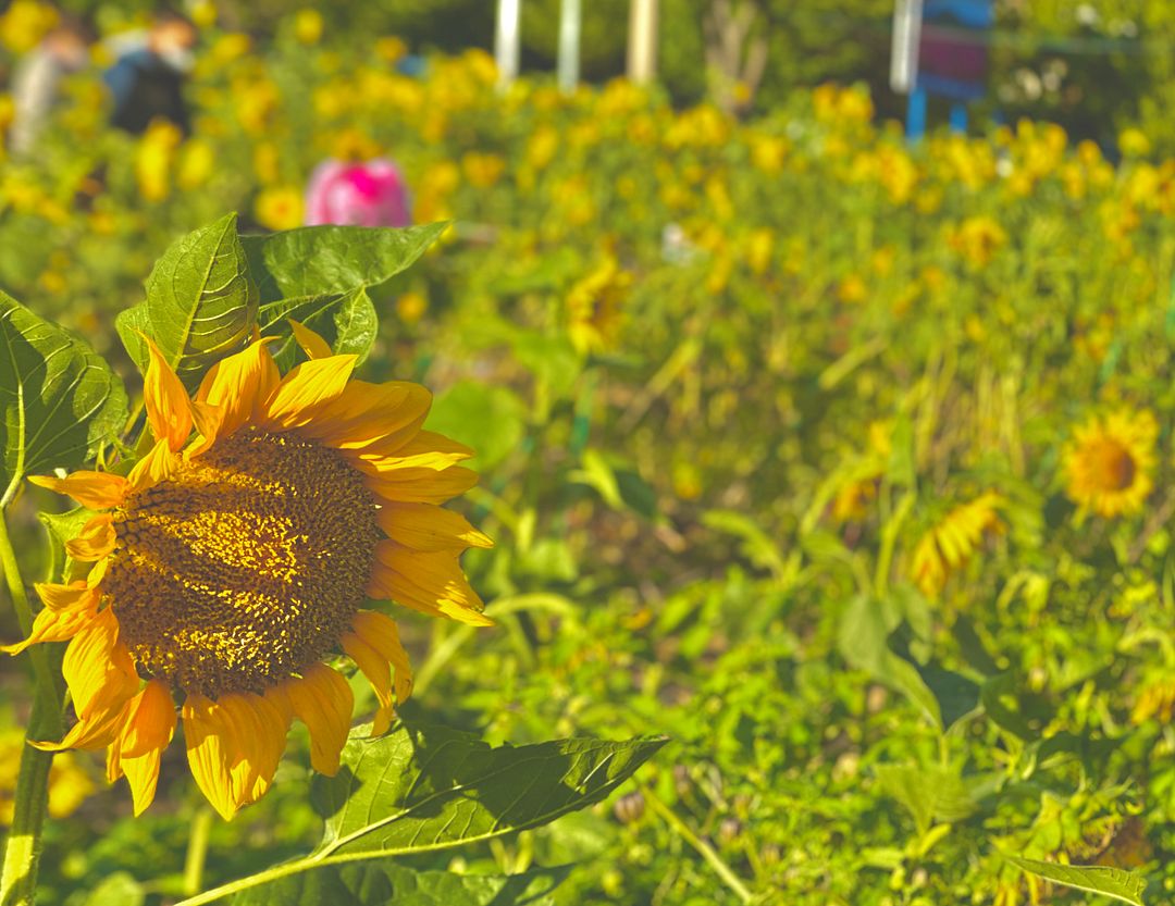 Sunflower & grass - I like the moon