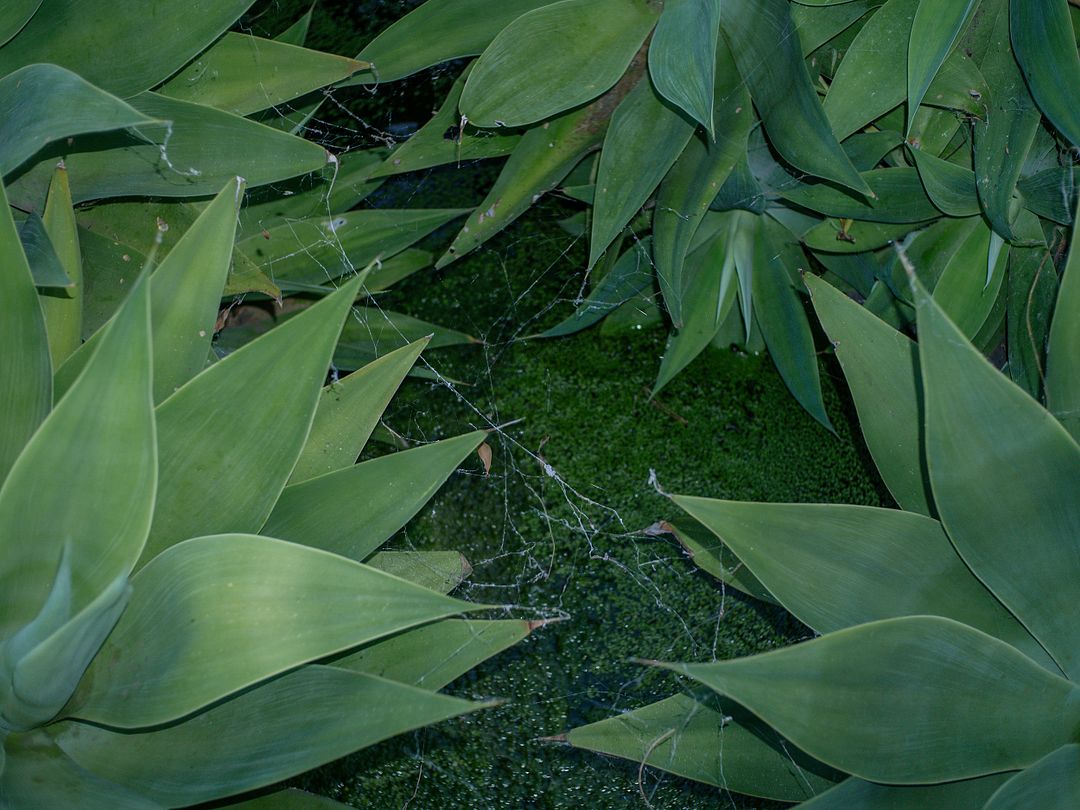 Agave Picture with Cobwebs