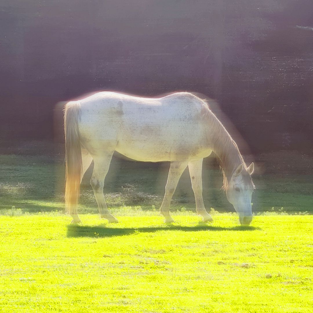 I am a glowing horse, and I eat grass that glows.